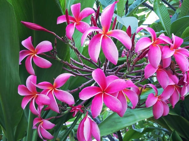 pink plumeria flowers, Maui