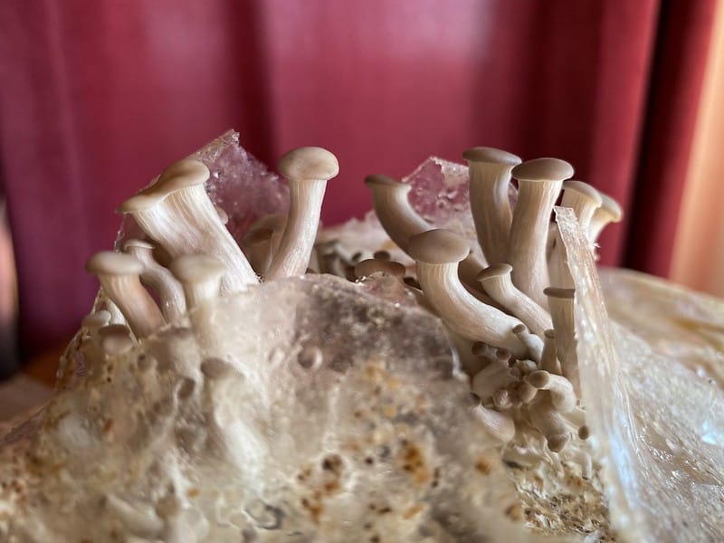 baby oyster mushrooms
