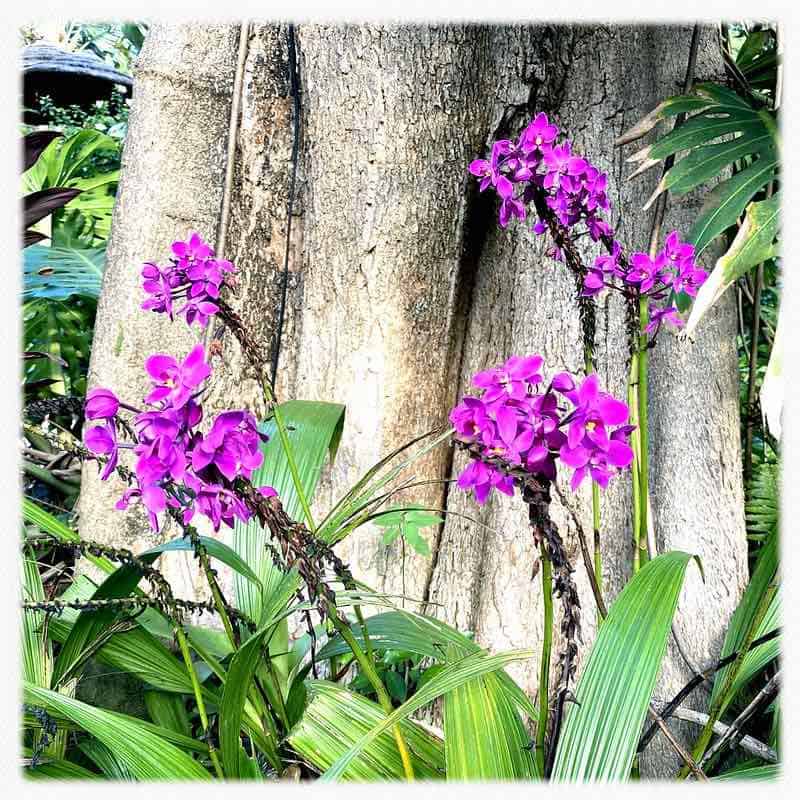 wild orchids maui