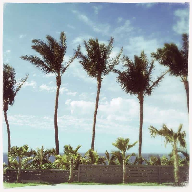 palm trees and sky Haiku Maui