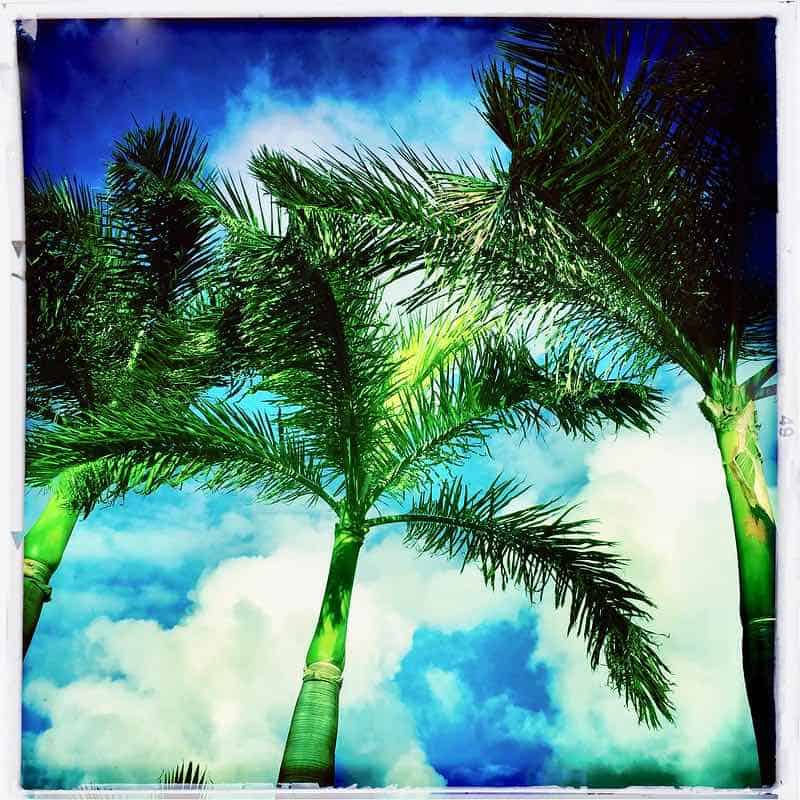 blue palms