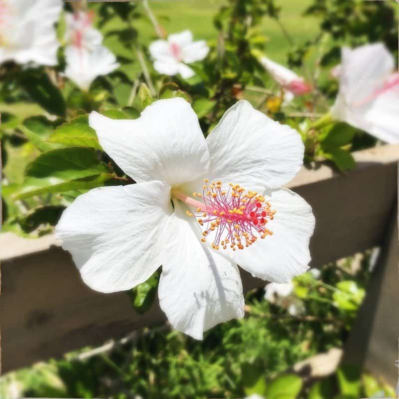 pure white hibiscus