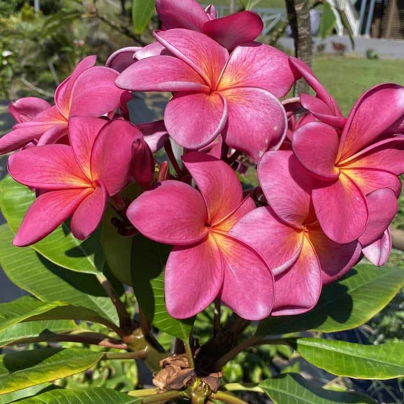 pink and yellow plumeria pink and yellow plumeria