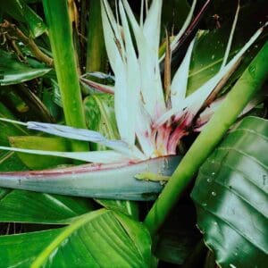 white bird flower with gecko makena maui homes for sale