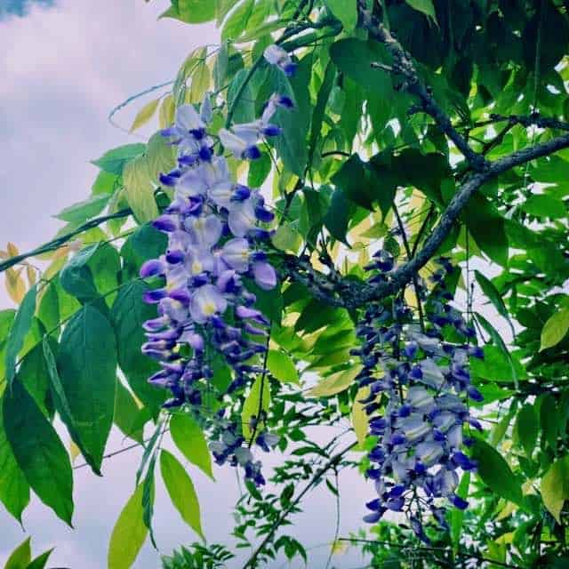 purple flowers in kula big head