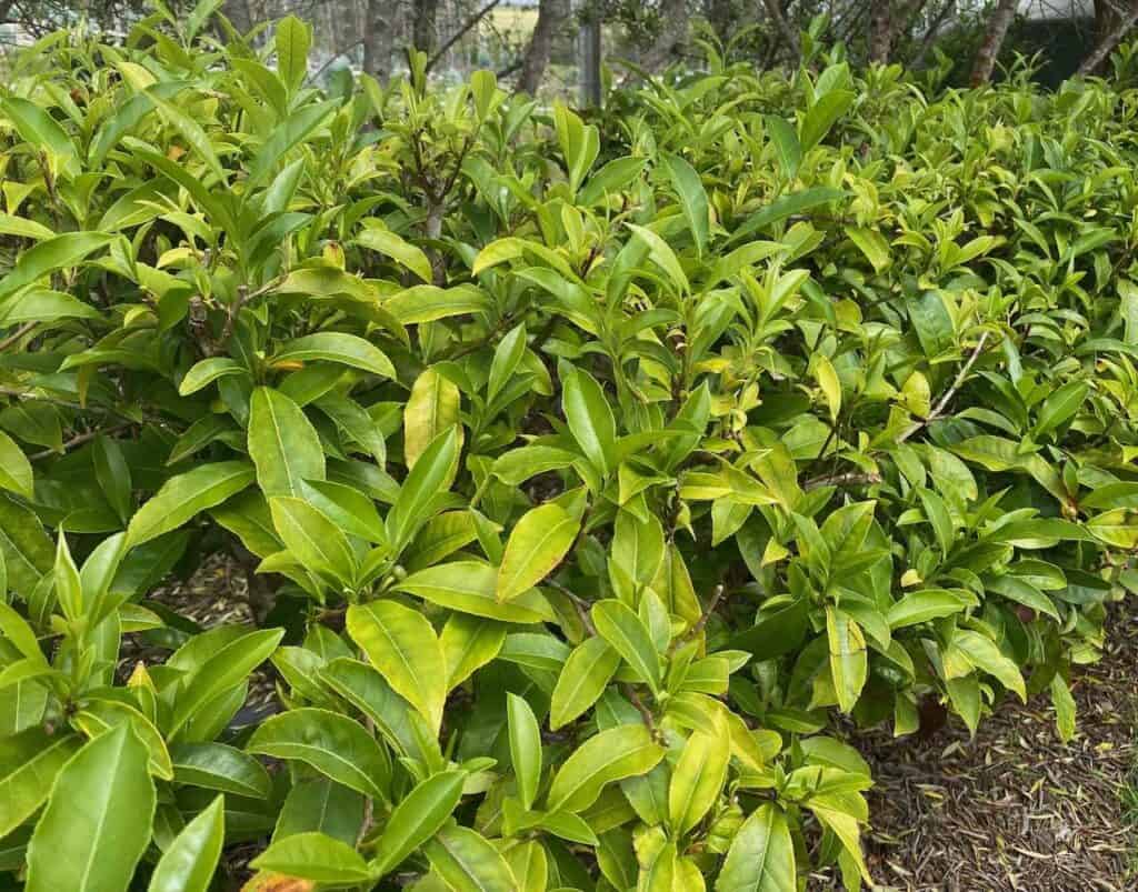 tea bushes growing MTF teddy bacon burger