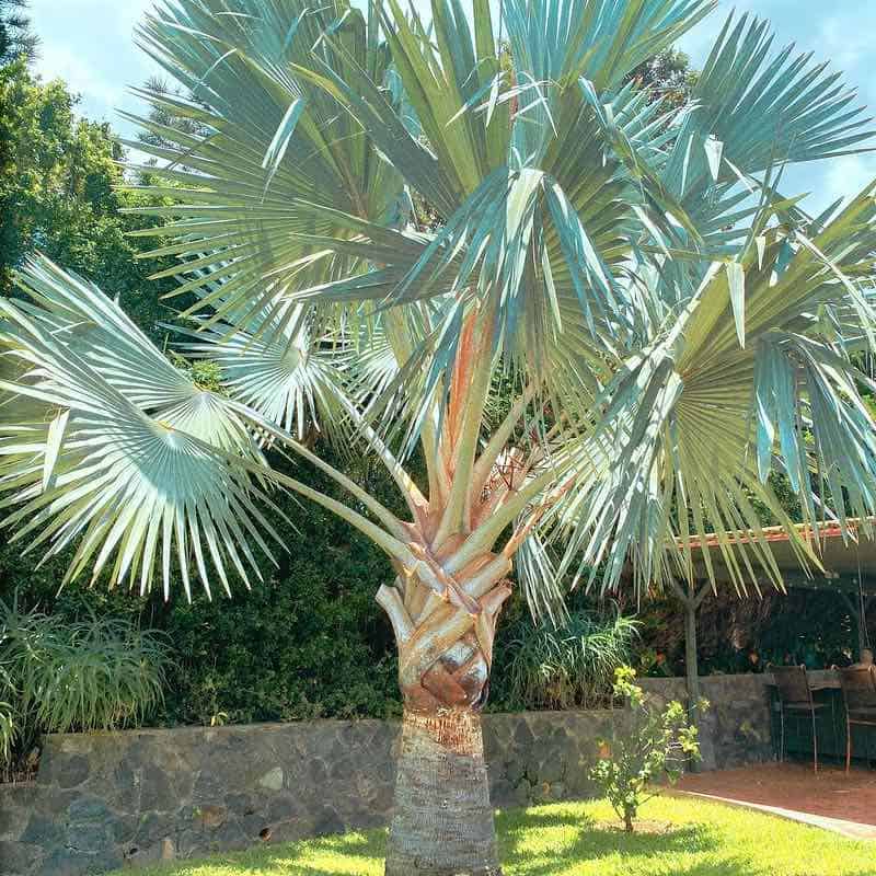 fan palm tree pukalani pink and yellow plumeria