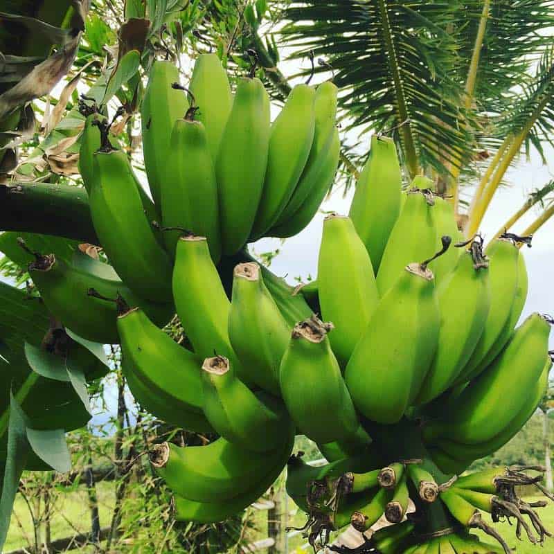 banana bunch big pots in kihei