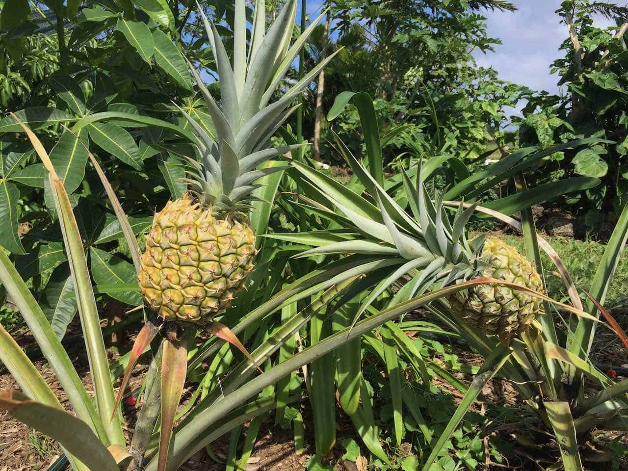 pineapples growing in Haiku Maui