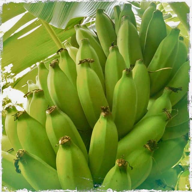 stalk of bananas big head