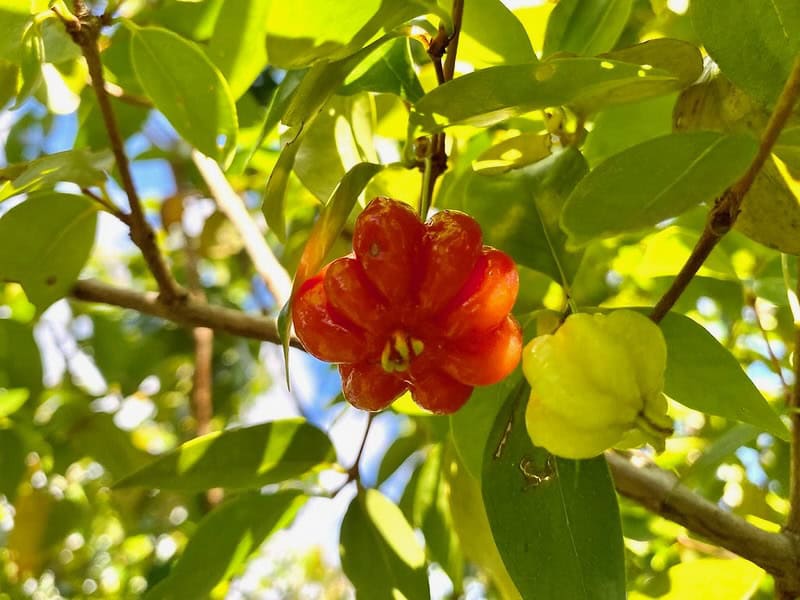suriname cherry bowl of tangerines