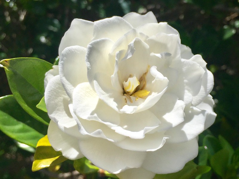Haiku gardenia pink and yellow plumeria