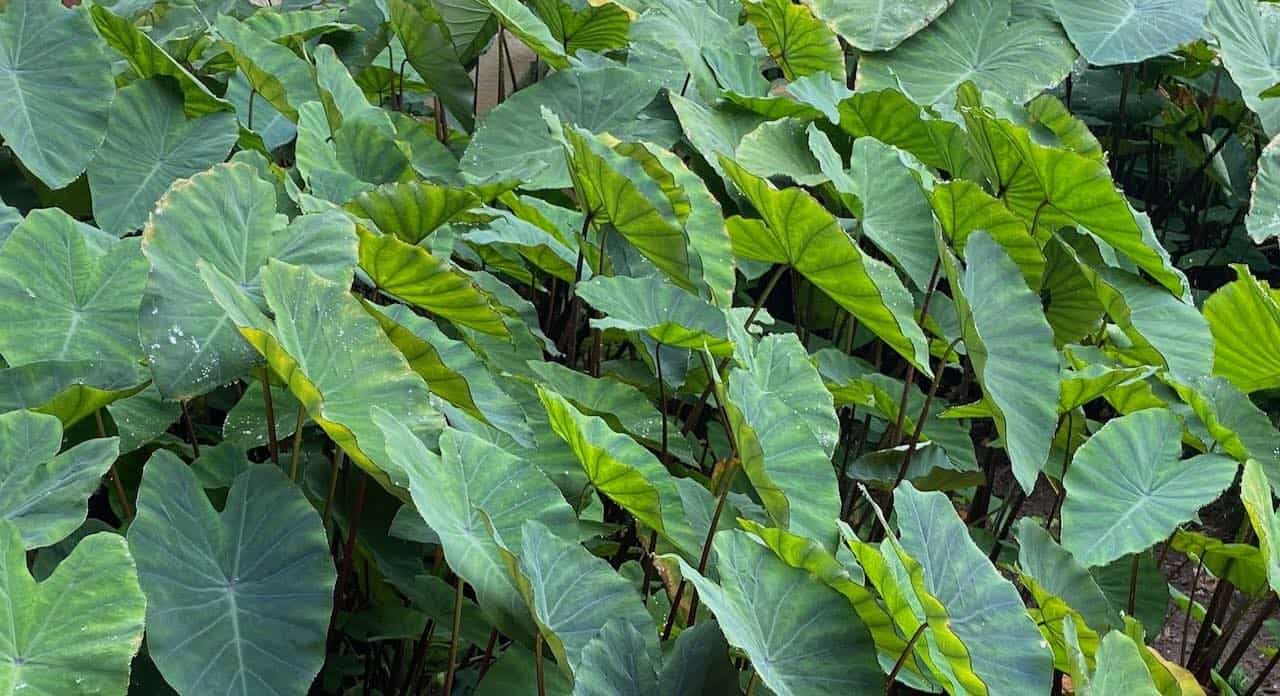 taro leaves